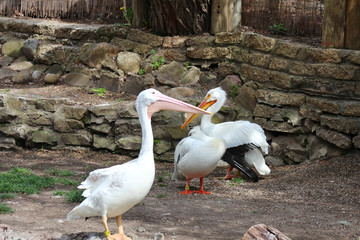 A white bird in the water