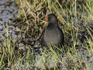 Common Moorhen Standing in the Pond