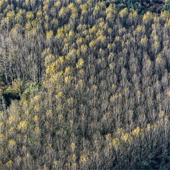 Vue aérienne d'une forêt à Guiry-en-Vexin dans le Val d'Oise en France