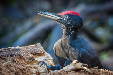 Black woodpecker