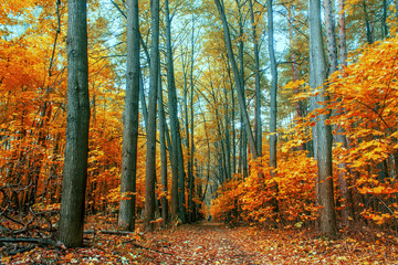 Fototapeta premium autumn trees in the forest