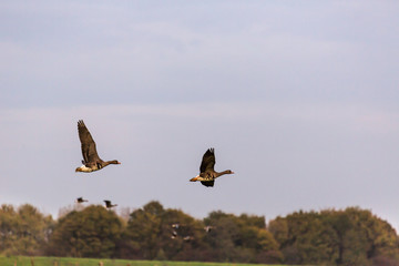 Wildgänse auf dem Weg zum Winterquartier