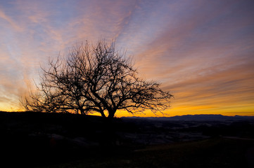 Tree in sunset clouds