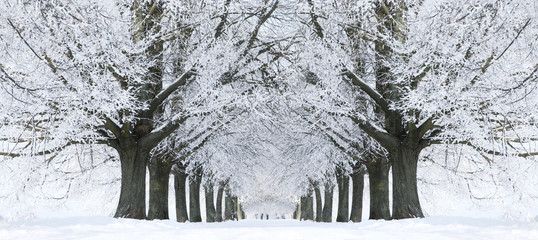 Winter Park Alley, Landscape of Trees in White Snow