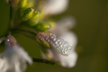 Fleur blanche bourgeonnant sous la rosée matinale au printemps dans un jardin du Sud de la France.	