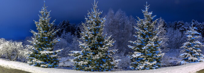 Naklejka na ściany i meble Christmas trees decorated with lights. Panoramic view. Christmas night landscape. Panorama