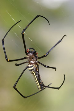 Gaint Long Jawed Orb Weaver   