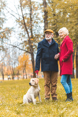 senior couple walking with dog in park