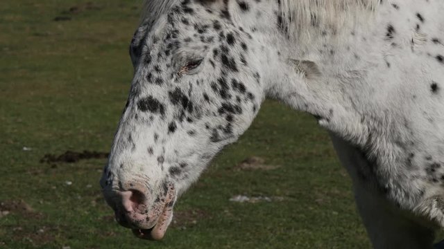 close up of head of spotted horse