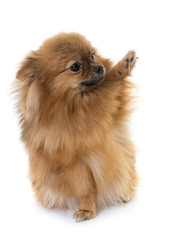 spitz in studio