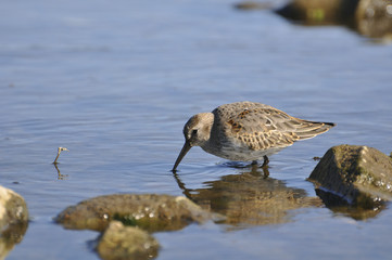 Bird sandpiper goes on water. Wild nature, marsh game, animals, fauna, flora 