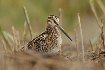 Обыкновенный бекас.