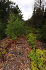 Fototapeta premium wilderness railroad tracks