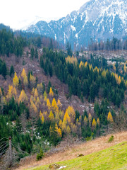 Złoty kolor modrzewi w górskim jesiennym krajobrazie  