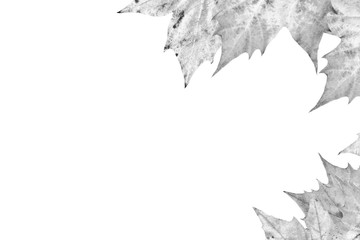 Grey Dry Maple Leaves Border Isolated On White Background