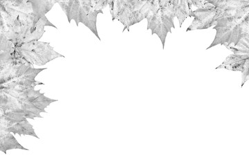 Grey Dry Maple Leaves Border Isolated On White Background