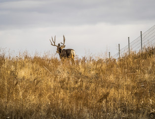 Mule Deer Buck, Walking Away Through Prairie Grass