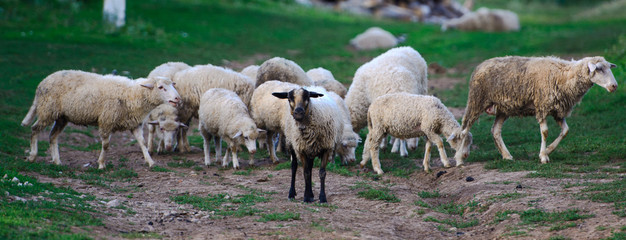 Sheep in the herd walking