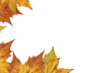 Dry Maple Leaves Border Backdrop Isolated On White Background