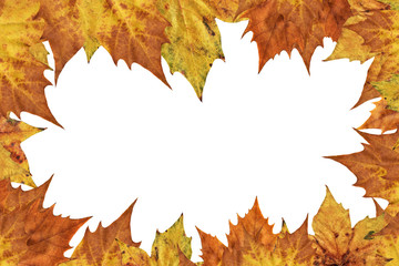 Dry Maple Leaves Border Backdrop Isolated On White Background