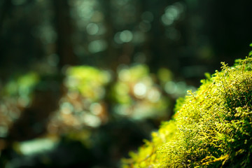 Close up of green moss. Sunlight in dark forest. Macro. Blurred background