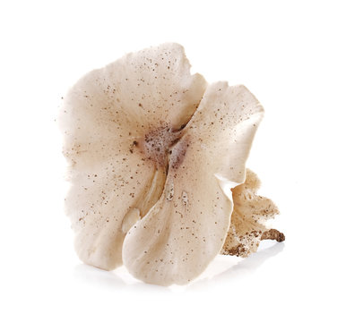 termite mushroom isolated on white background.
