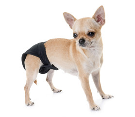 Obraz premium young chihuahua in studio