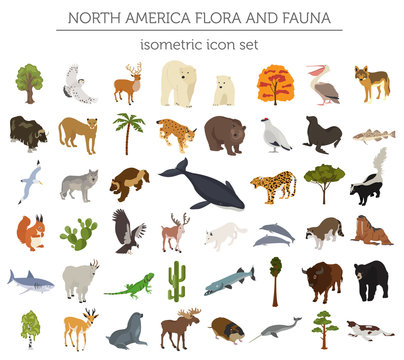 Isometric 3d North America Flora And Fauna Elements. Animals, Birds And Sea Life. Build Your Own Geography Infographics Collection