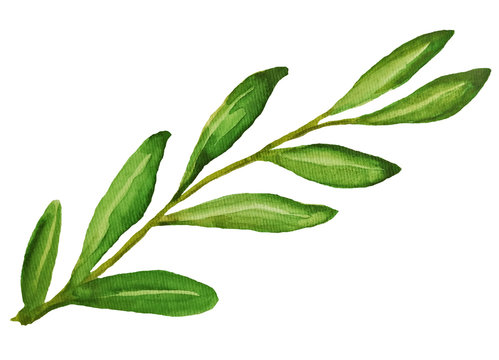 olive watercolor illustration