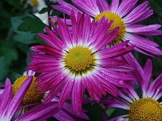 Осенние цветы в саду  с каплями дождя крупным планом 
