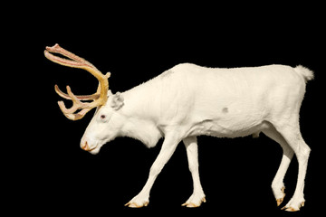 Fototapeta na wymiar White deer is isolated on a black background