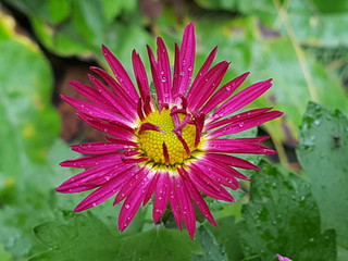 Осенние цветы в саду  с каплями дождя крупным планом 
