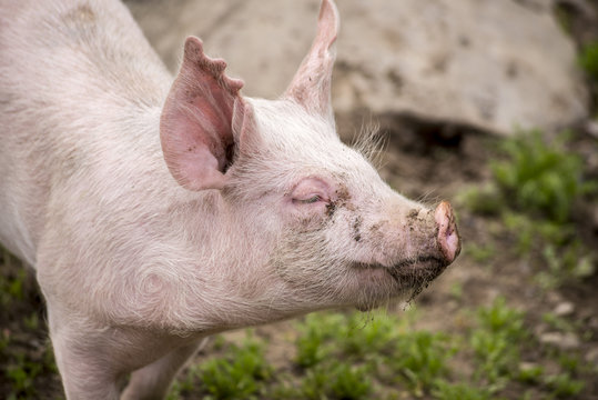 Pig in pen at farm