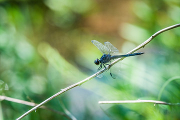 Dragonfly Perched on a Thin Branch
