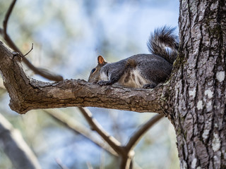 Gray Squirrel on Tree Limb