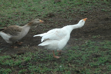 Geese
