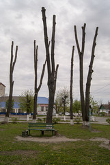 trees without leaves