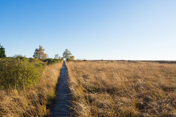 Hohes Venn Moor (High fens, hautes fagnes) - Holzsteg im Herbst