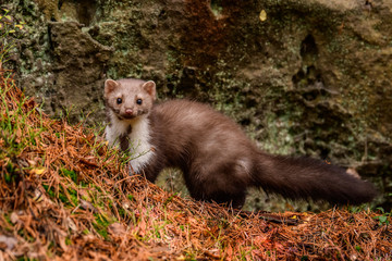 Pine marten rare species in natural habitat (Martes martes)