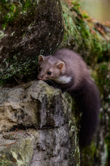 Obraz premium Pine marten rare species in natural habitat (Martes martes)