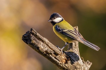 Nice colorful great-tit songbird perched on dry twig