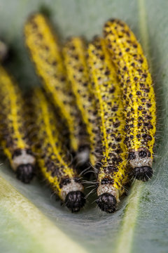 Detail of single black - yellow caterpillar head with other bugs