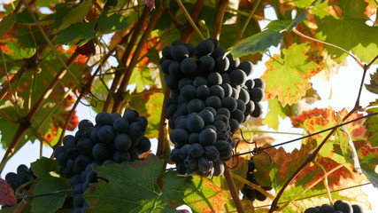 Vigneti nelle Langhe Moscato e Barolo