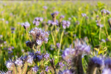 Phacelia