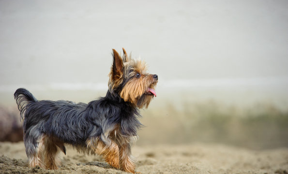 Yorkshire Terrier dog outdoor portrait on beach
