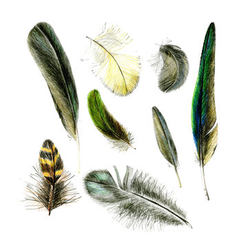 Sketches of bird feathers. Illustration drawn by hand in colorful pencils