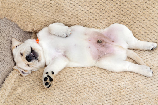 labrador puppy sleeping sweetly on his back up the belly