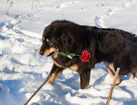 Dog Breed Tibetan Mastiff Is The Snow With A Rose In His Teeth