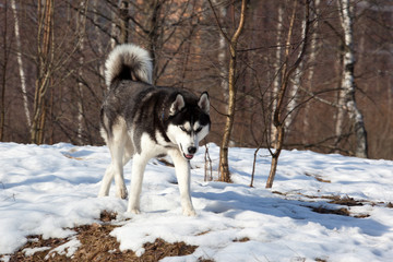 Dog breed Siberian Husky in winter forest