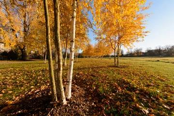 Foto auf Acrylglas Birkenhain The birch grove in the late autumn at sunset.  © Jeena